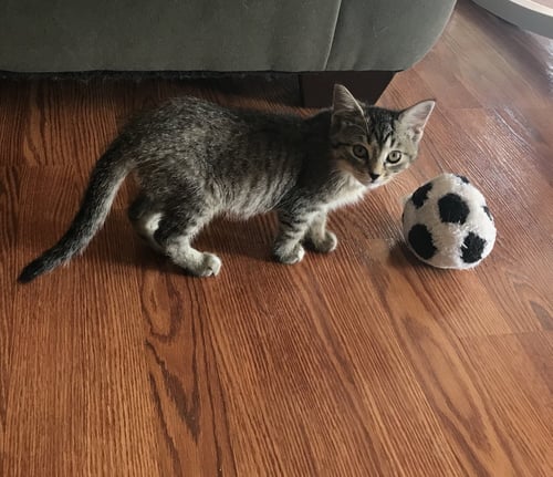 KJ - MUST APPLY IN PERSON ! - Tabby / Domestic Short Hair available for adoption