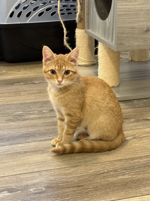 COLBY - Tabby / Domestic Short Hair available for adoption
