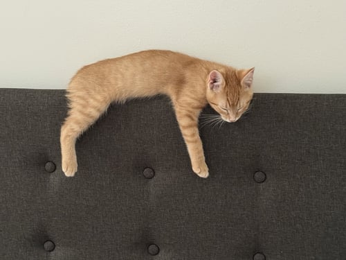 COLBY - Tabby / Domestic Short Hair available for adoption