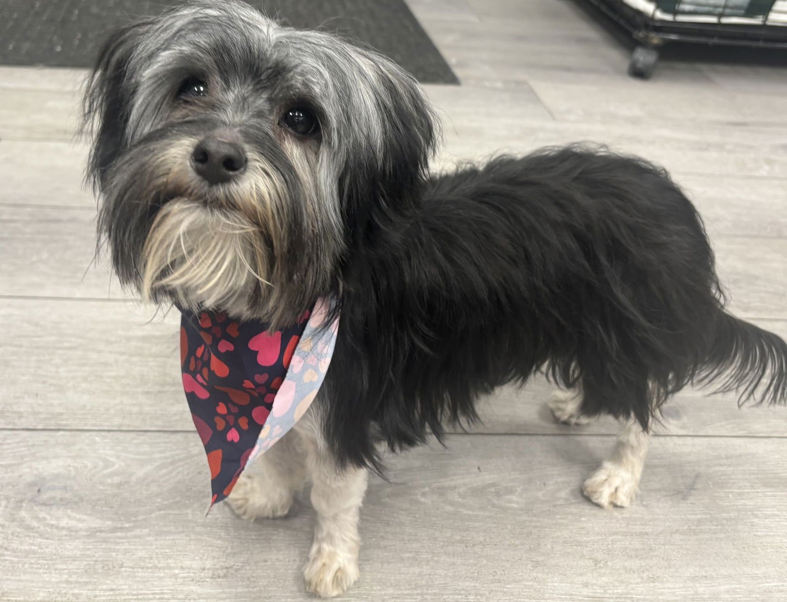 PIPER - Yorkshire Terrier Yorkie / Shih Tzu available for adoption