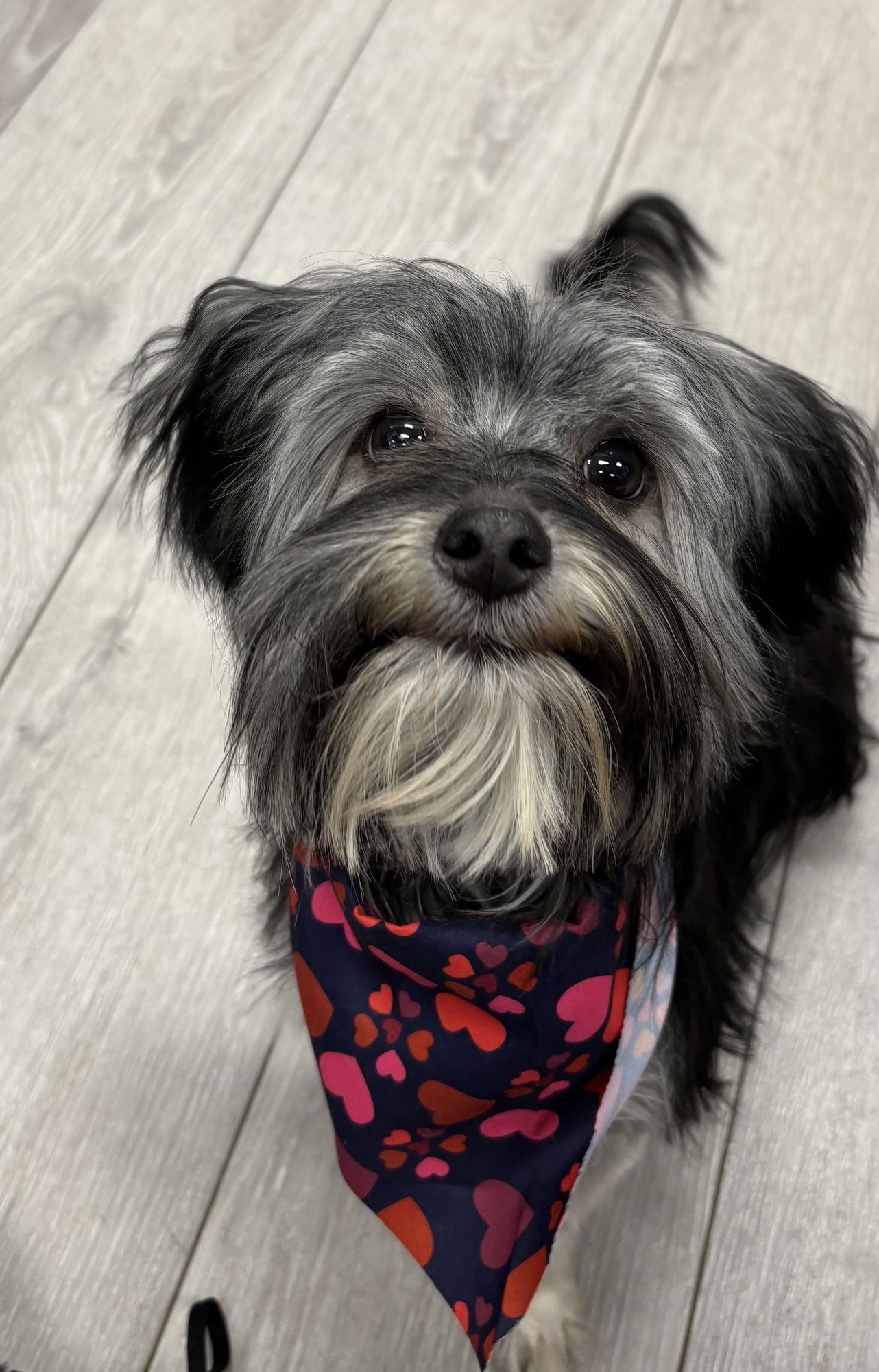 PIPER - Yorkshire Terrier Yorkie / Shih Tzu available for adoption