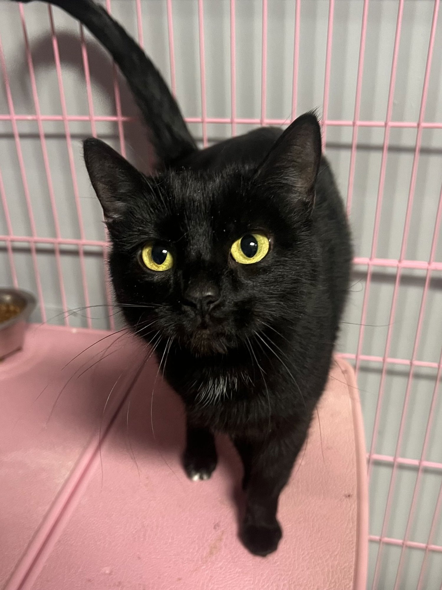 PRUE HALLIWELL - MUST APPLY IN PERSON - Domestic Short Hair available for adoption