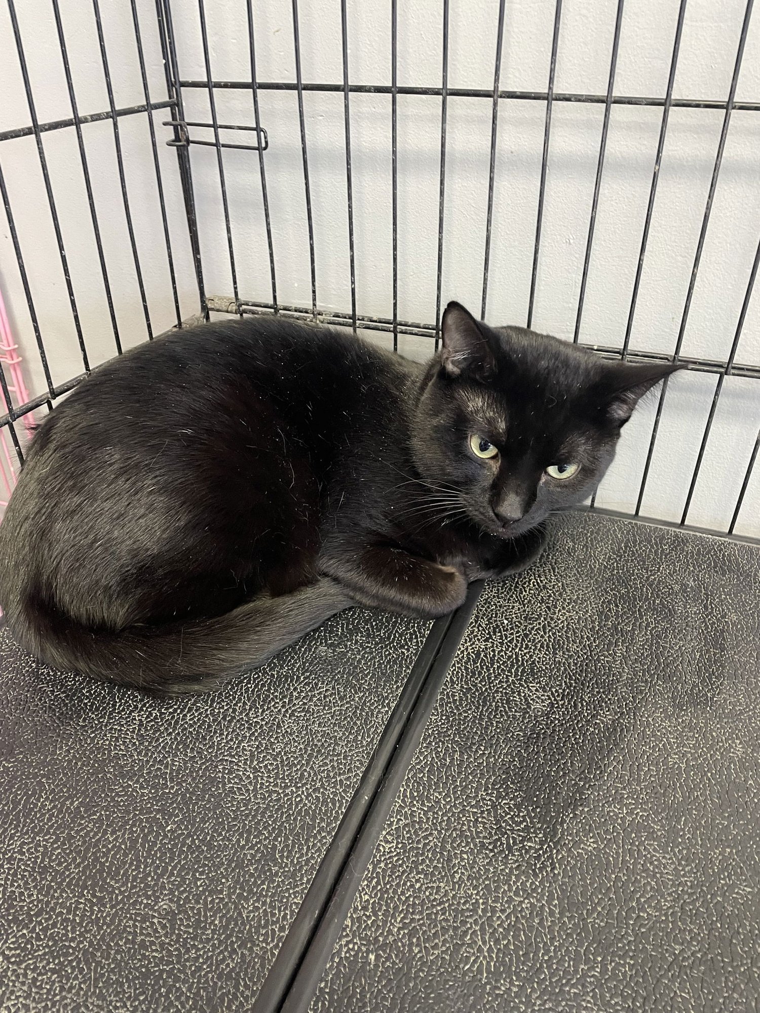 SALEM - Domestic Short Hair available for adoption