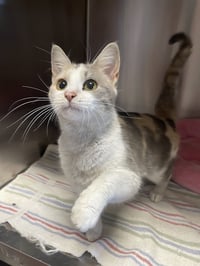 Cottage Cheese - Photo 1