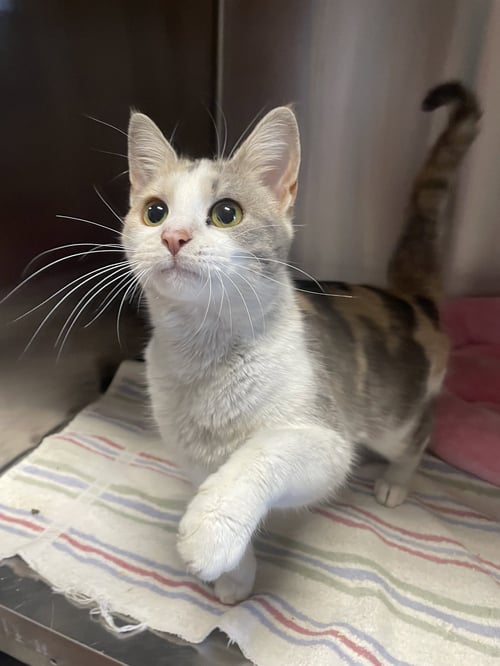 COTTAGE CHEESE - Calico / Domestic Short Hair available for adoption