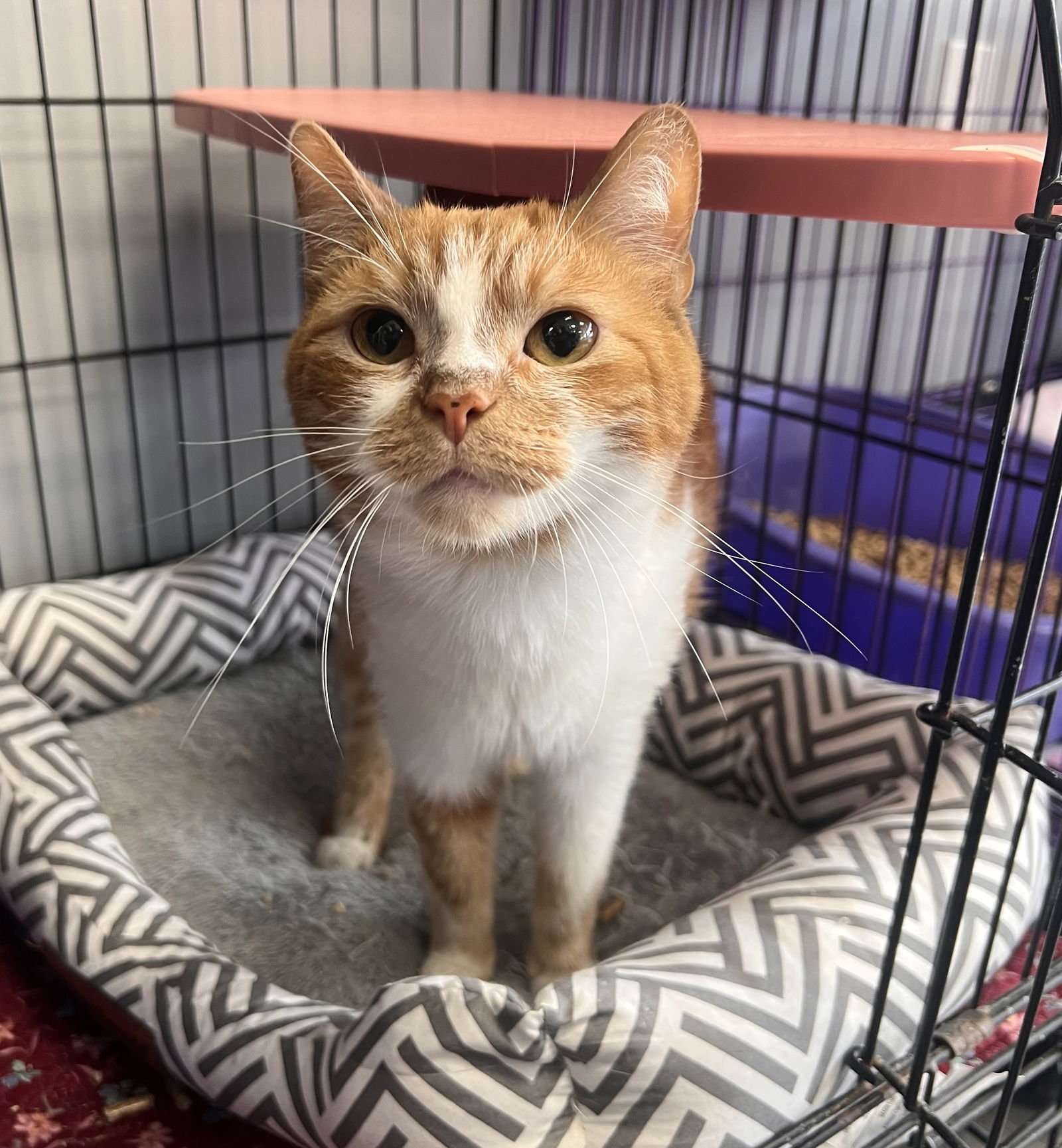 BOBBY EWING - Tabby / Domestic Short Hair available for adoption