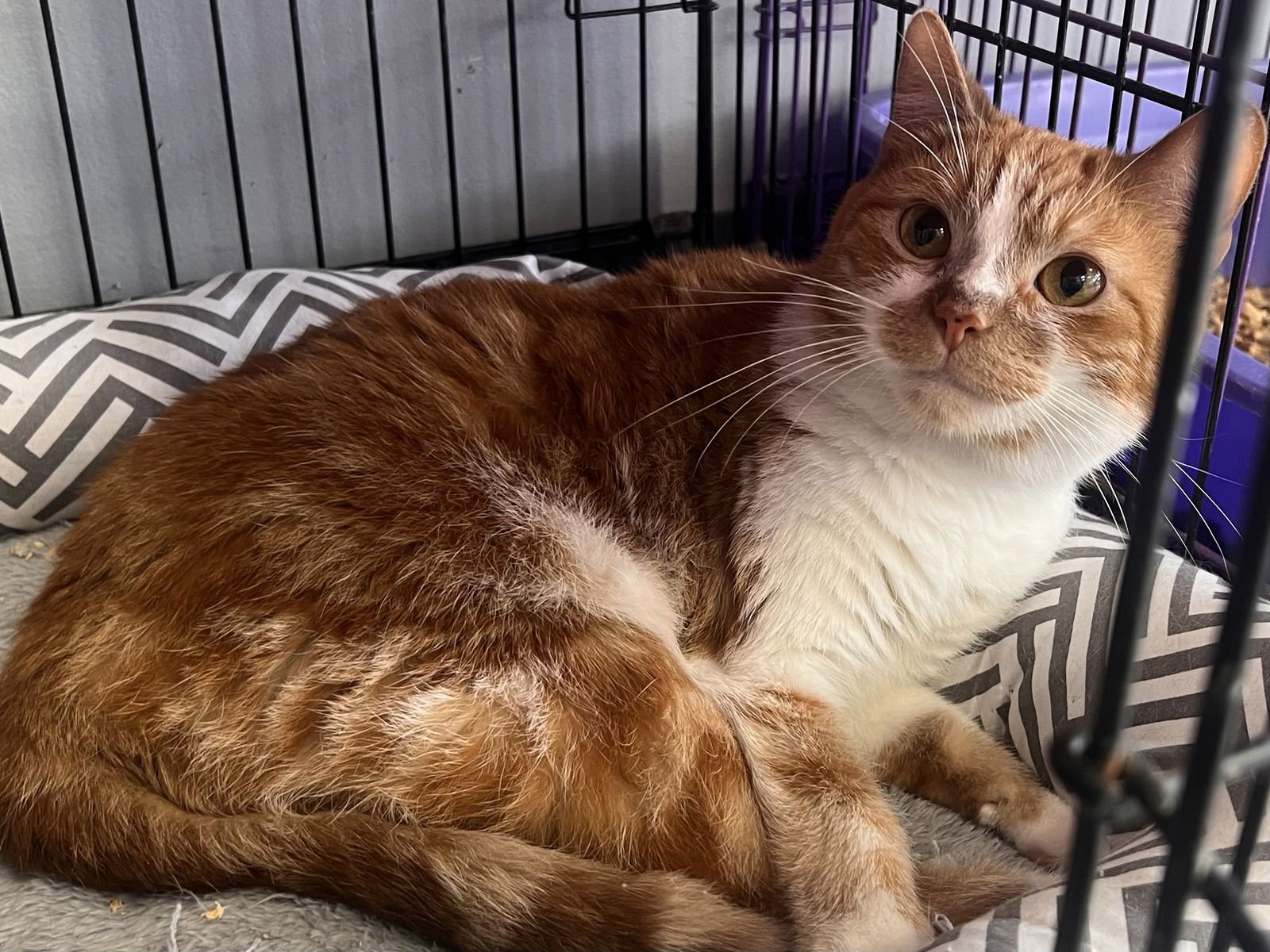 BOBBY EWING - Tabby / Domestic Short Hair available for adoption