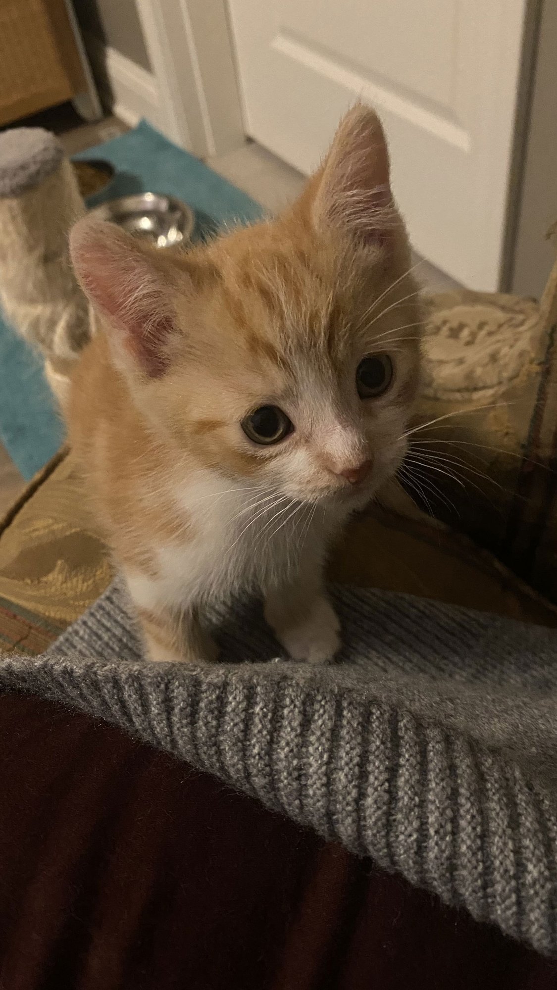 Bobby Ewing - Photo 3