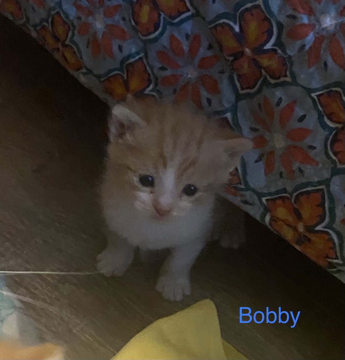 Bobby Ewing - Photo 6