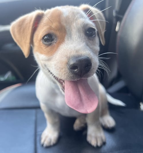 STELLA - Cattle Dog / Red Heeler for adoption in Lexington
