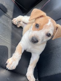 Stella - Photo 3
