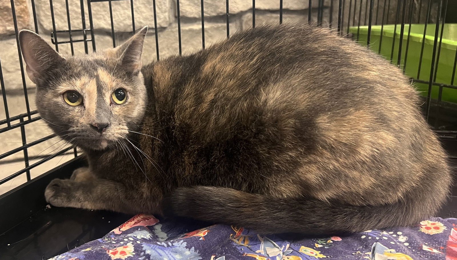 MALIBU - Dilute Tortoiseshell / Domestic Short Hair available for adoption