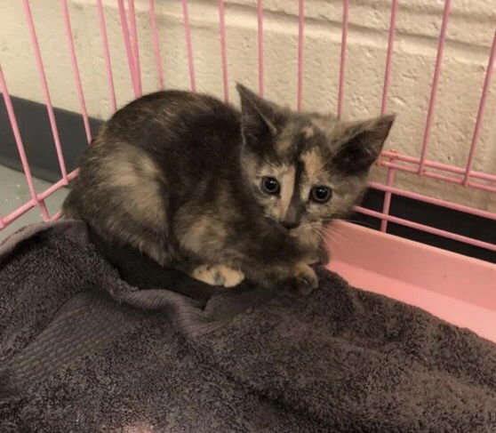MALIBU - Dilute Tortoiseshell / Domestic Short Hair available for adoption