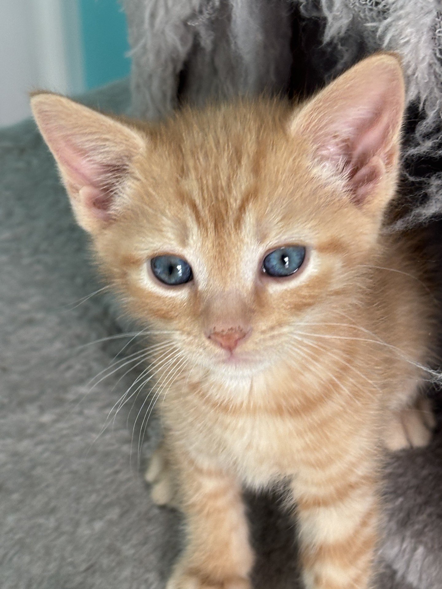 REVELRY - Tabby / Domestic Short Hair available for adoption