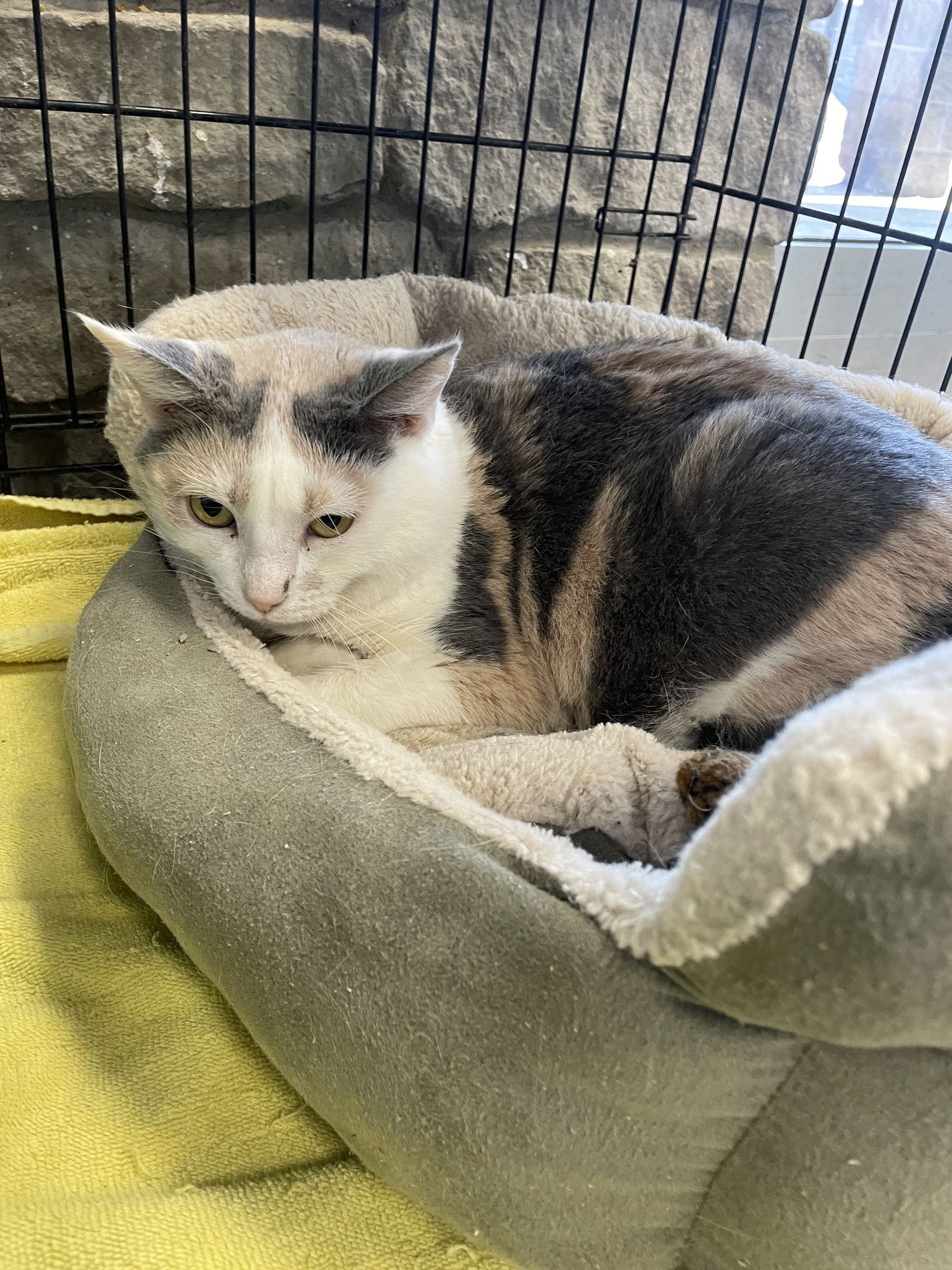 MRS JONES - Dilute Calico / Domestic Short Hair available for adoption