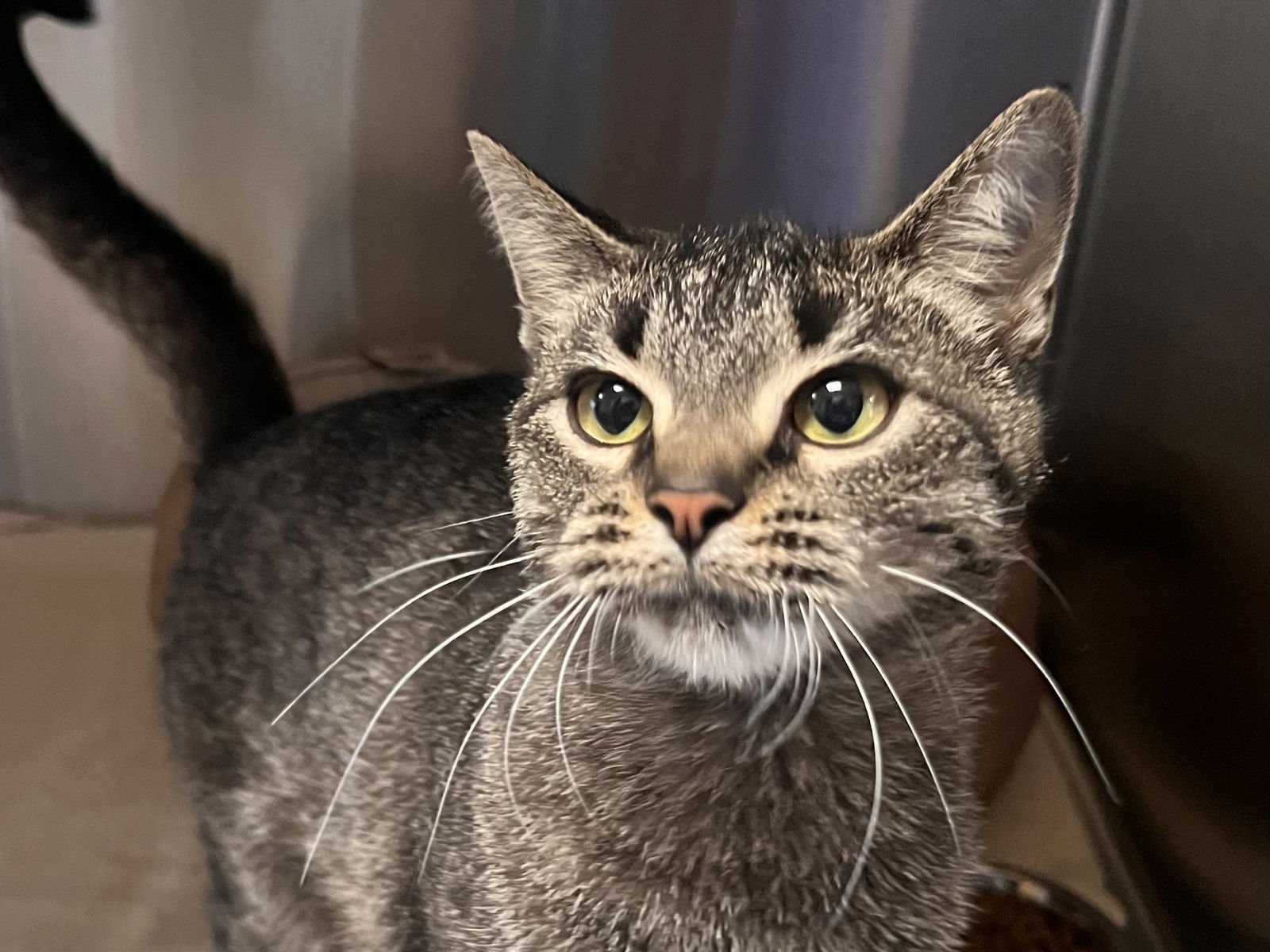 ALEXA - Tabby / Domestic Short Hair available for adoption