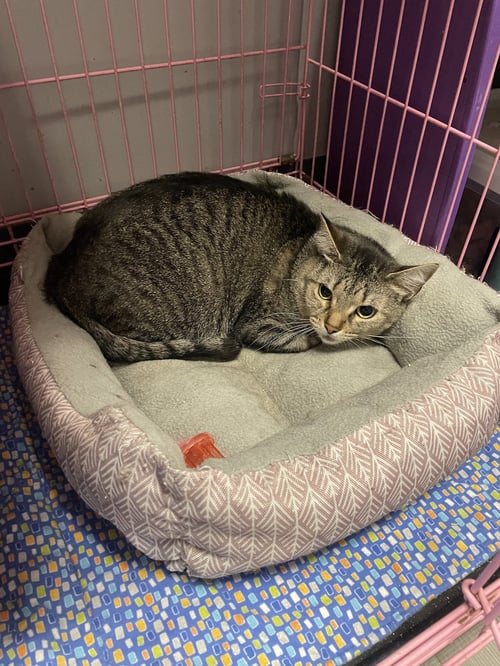 CHLOE - MUST APPLY IN PERSON ! - Abyssinian / Tabby available for adoption