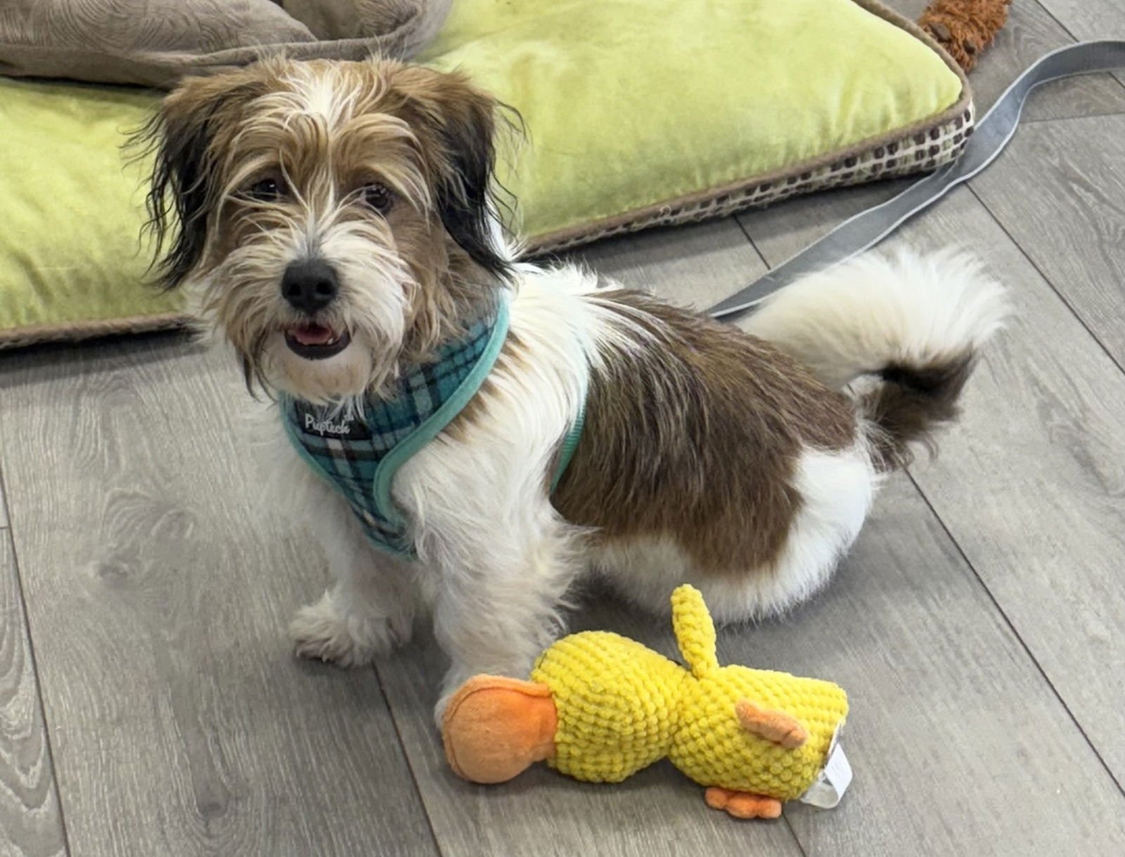 MORT - Terrier / Wirehaired Fox Terrier available for adoption