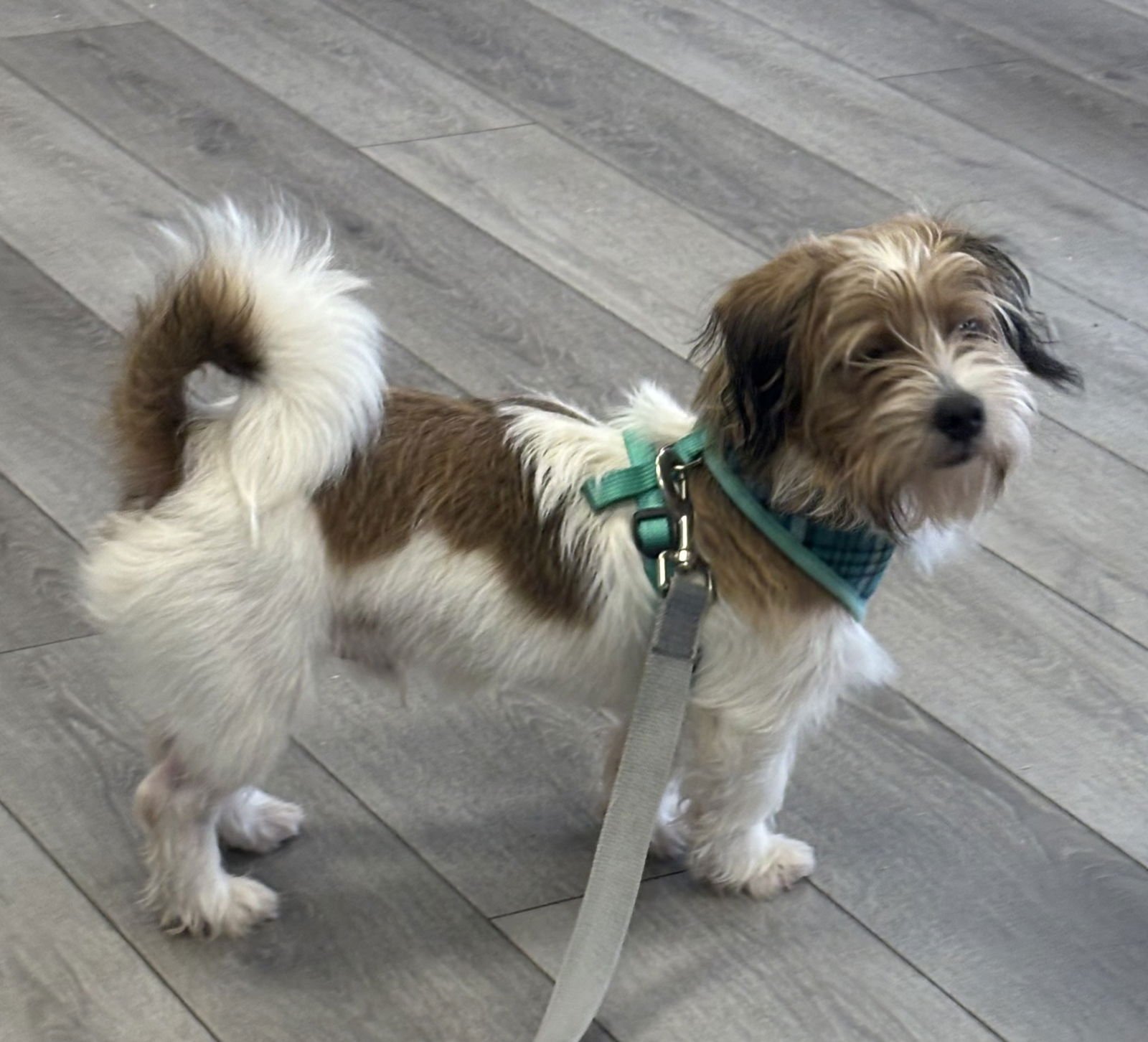 MORT - Terrier / Wirehaired Fox Terrier available for adoption