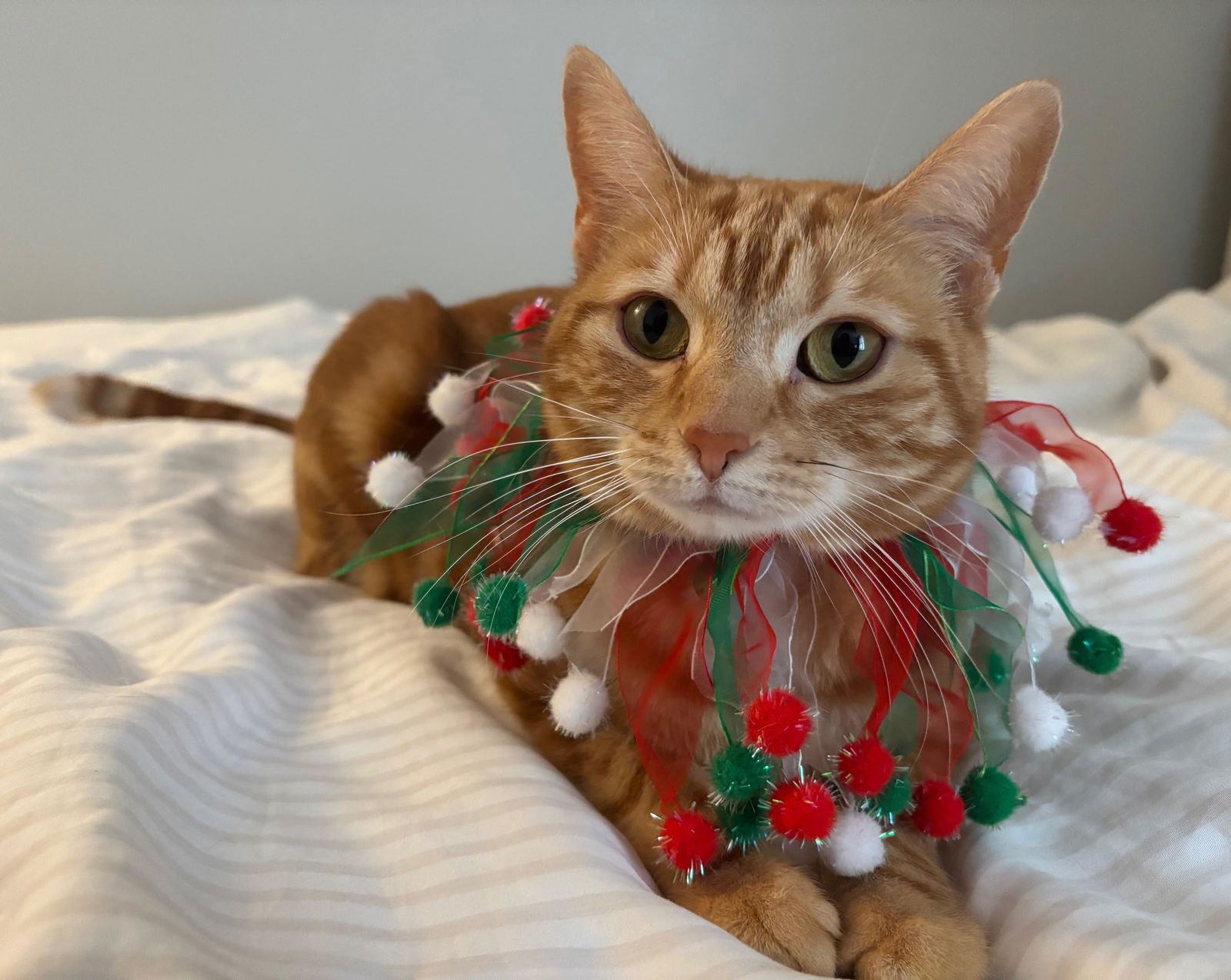 LUMI - Tabby / Domestic Short Hair available for adoption