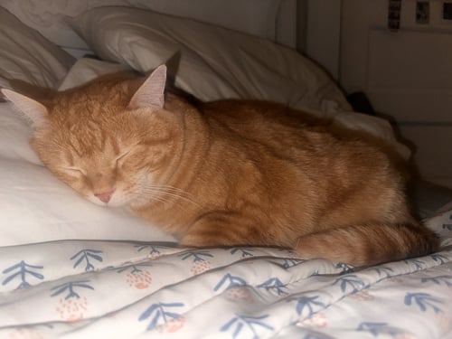 MALIBU - Tabby / Domestic Short Hair for adoption in Lexington