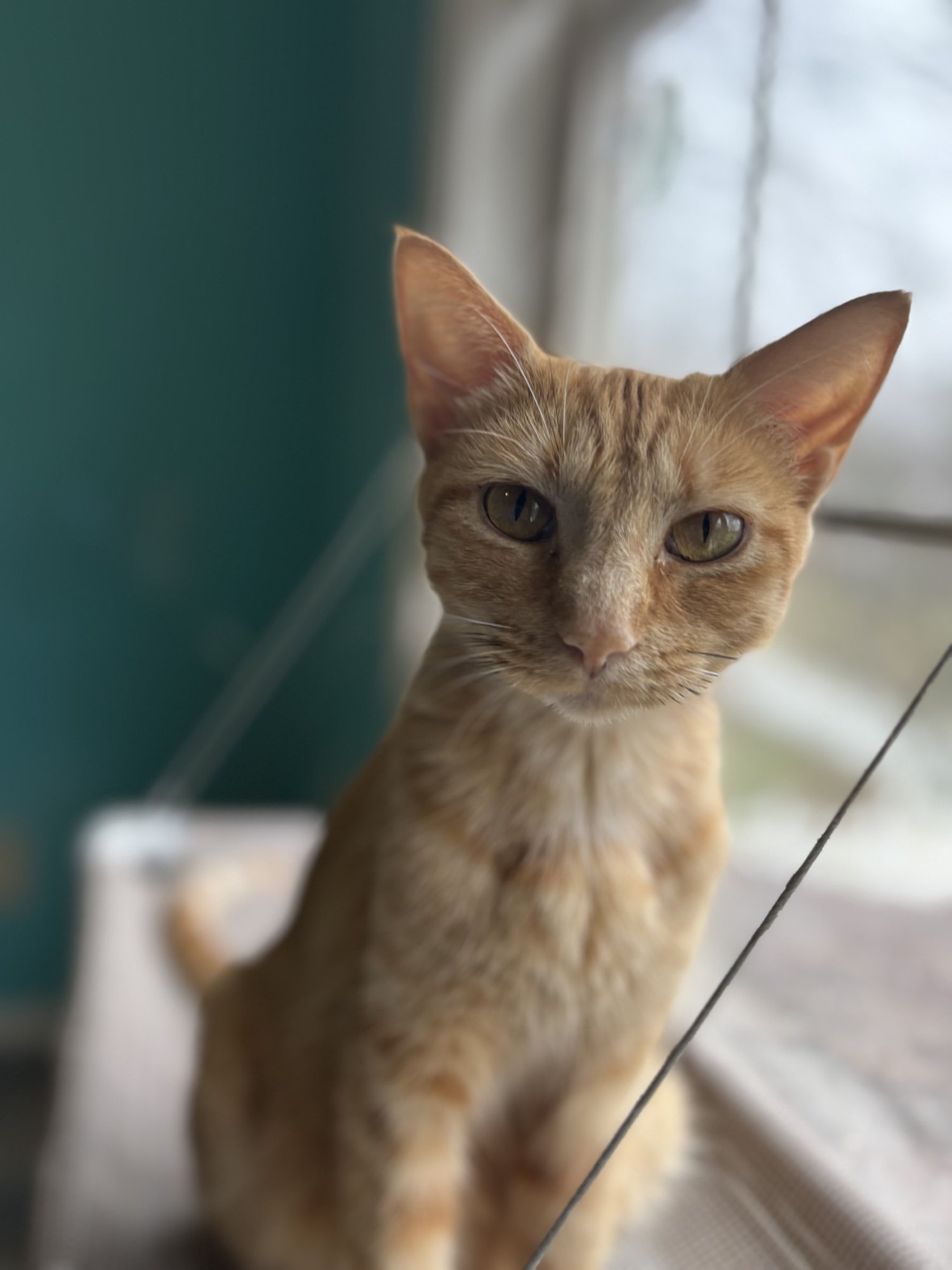 CELEBRATION - Tabby / Domestic Short Hair available for adoption