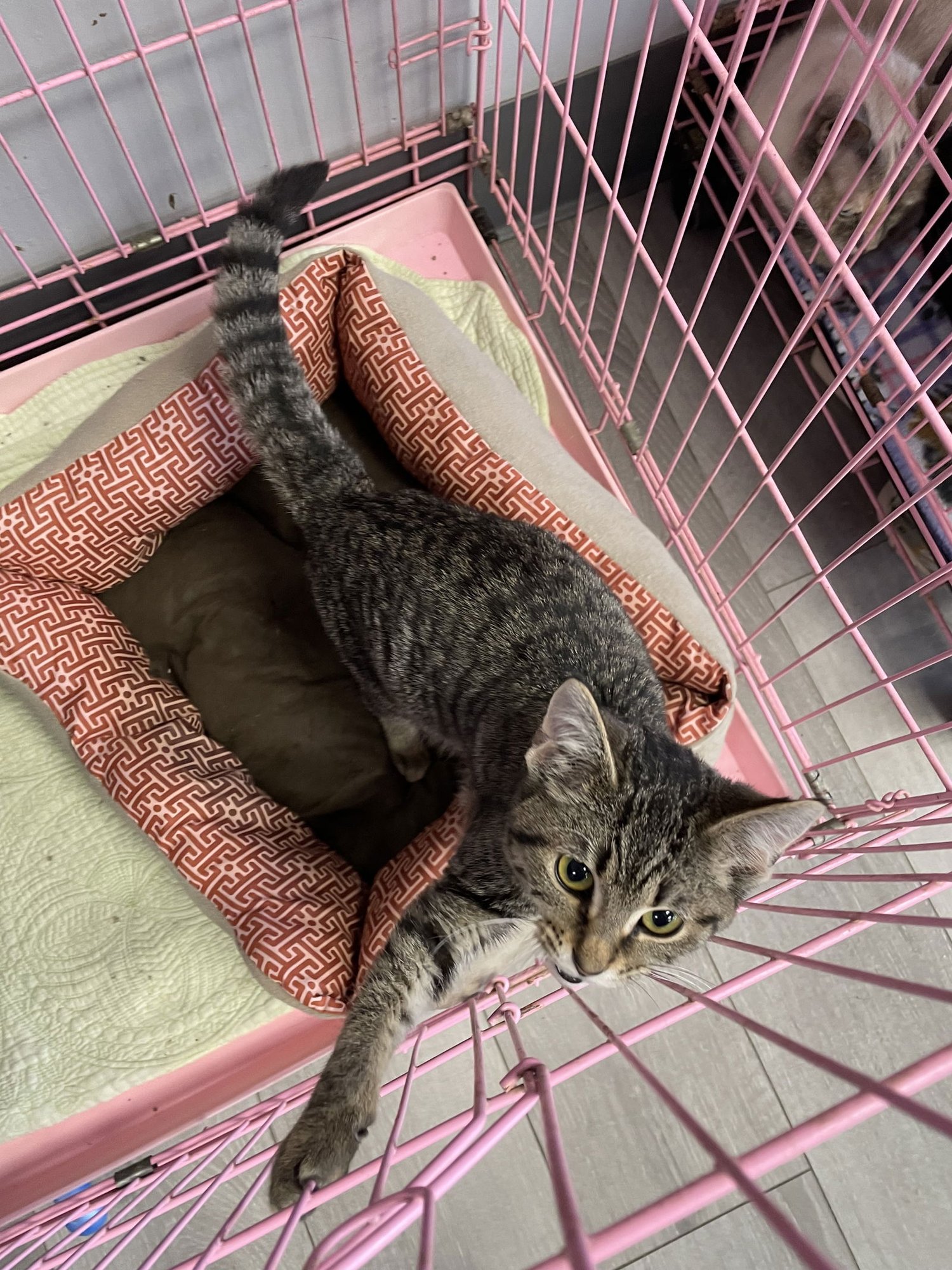 WAYNE - Tabby / Domestic Short Hair available for adoption