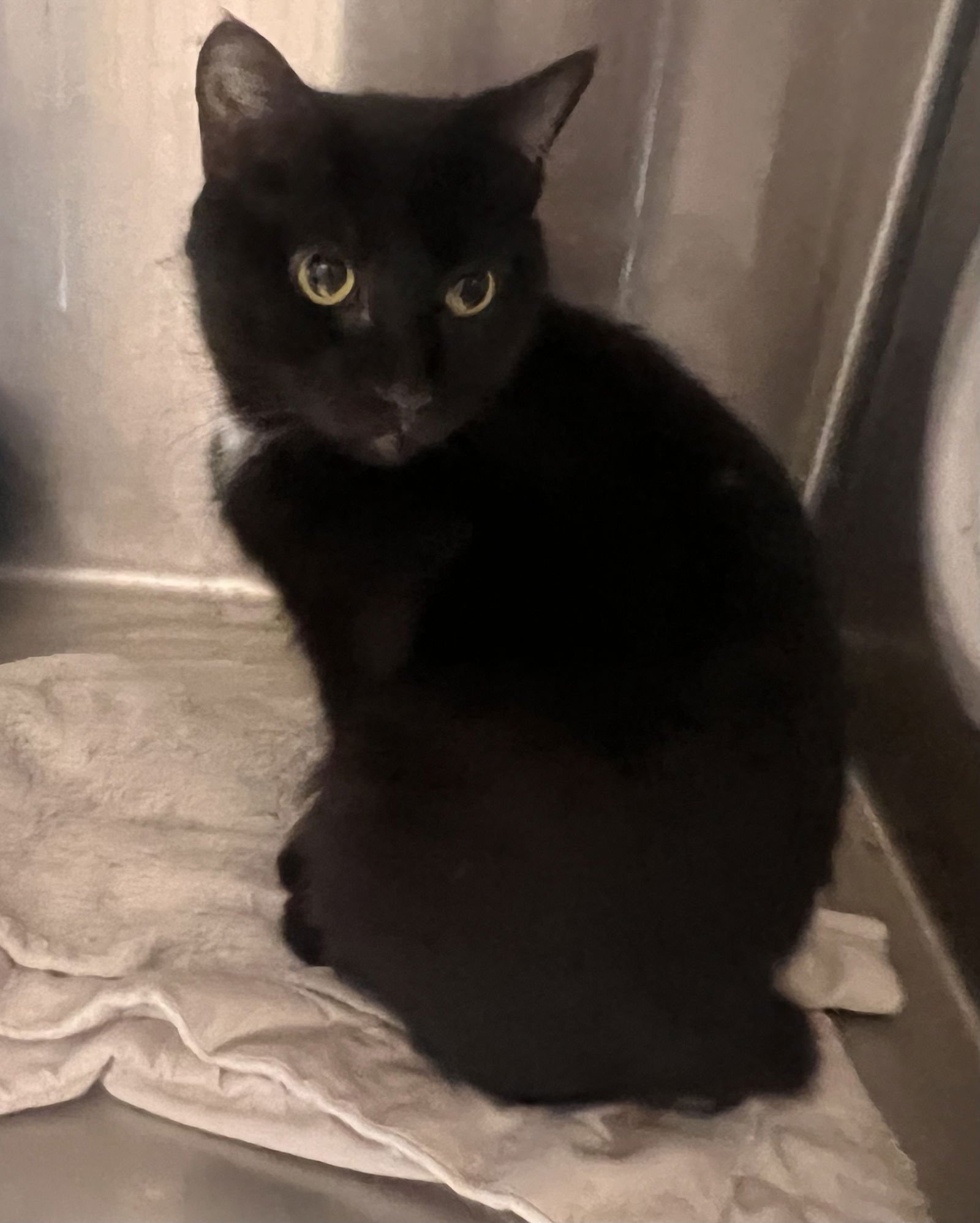 BOOKWORM - Domestic Short Hair available for adoption