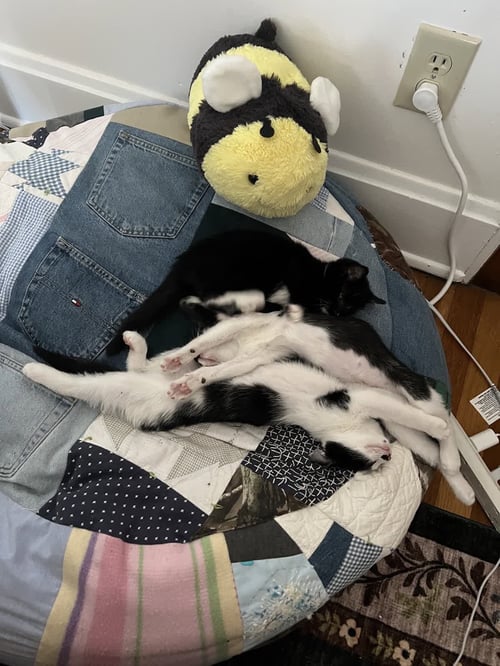 ELLA LANGLEY - Tuxedo / Domestic Short Hair available for adoption