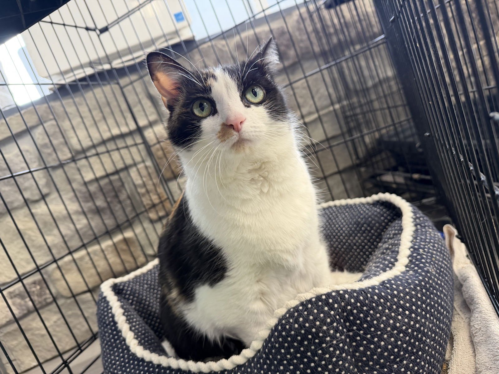 TILLIE- MUST APPLY IN PERSON ! - Calico / Domestic Short Hair available for adoption