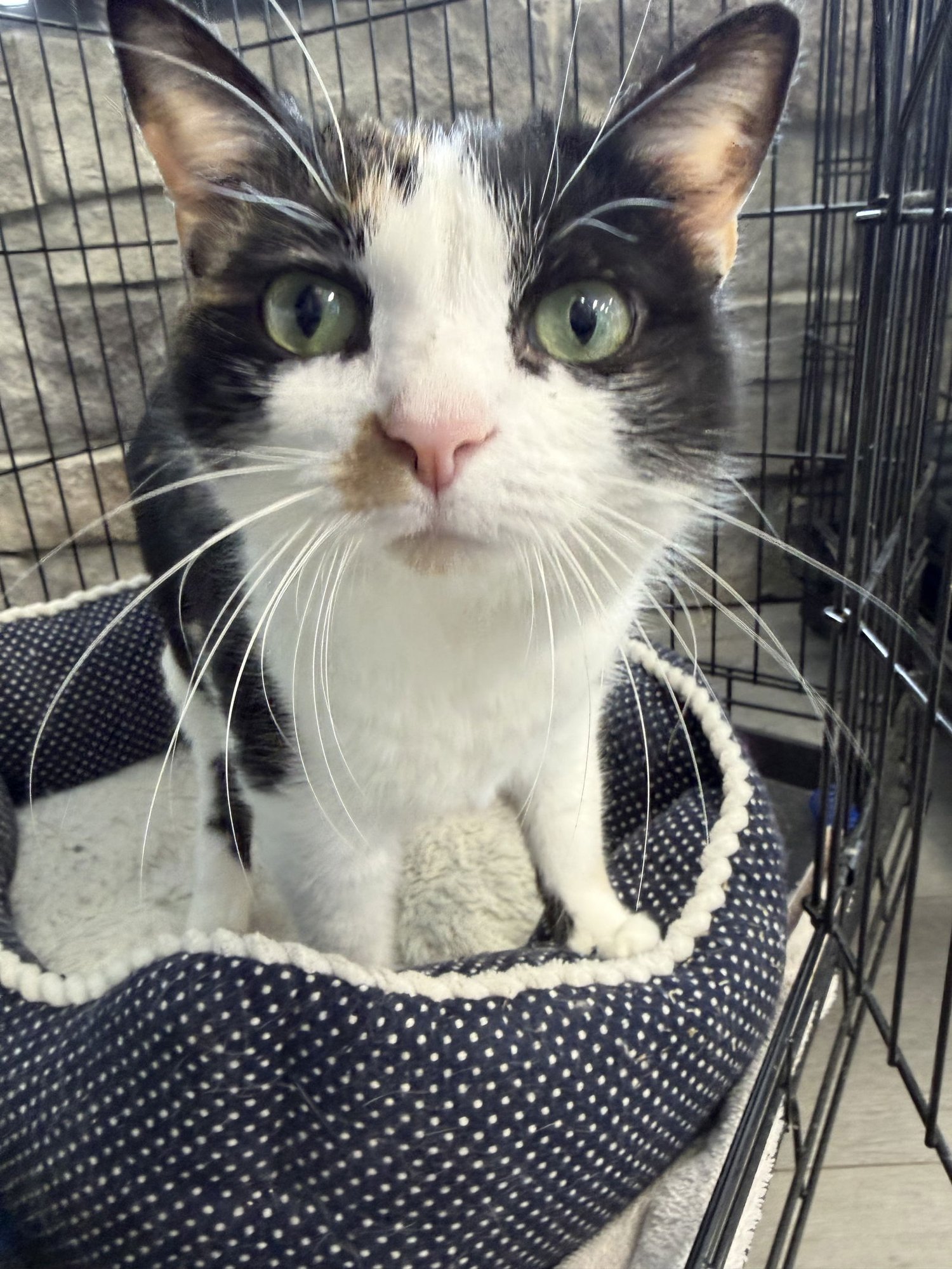 TILLIE- MUST APPLY IN PERSON ! - Calico / Domestic Short Hair available for adoption