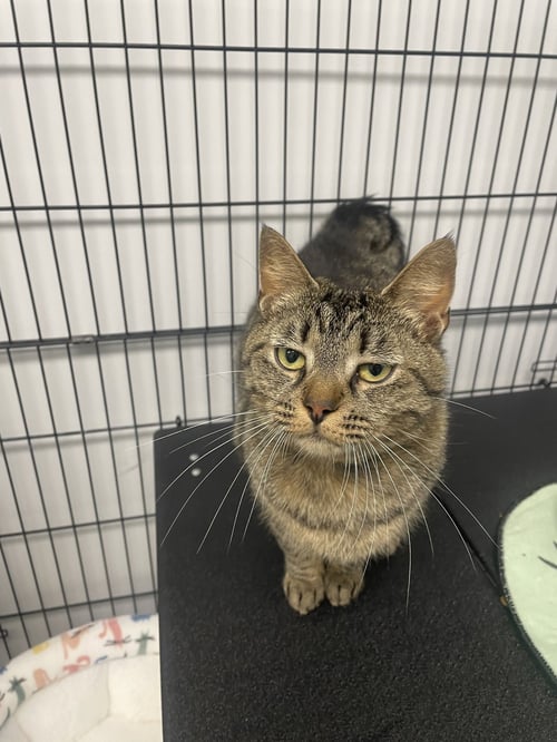 SEPIA - Tabby / Domestic Short Hair for adoption in Lexington