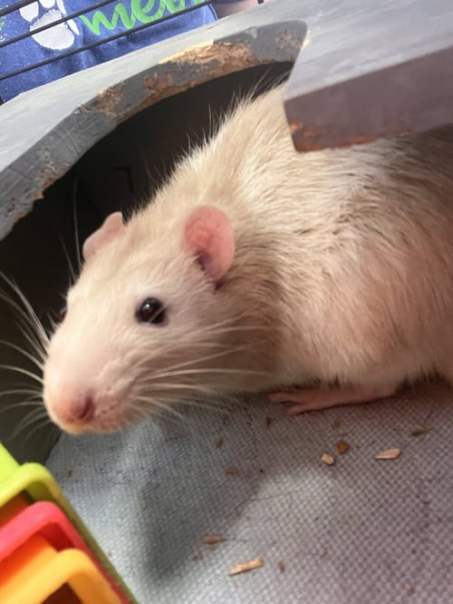 BEN - Rat available for adoption