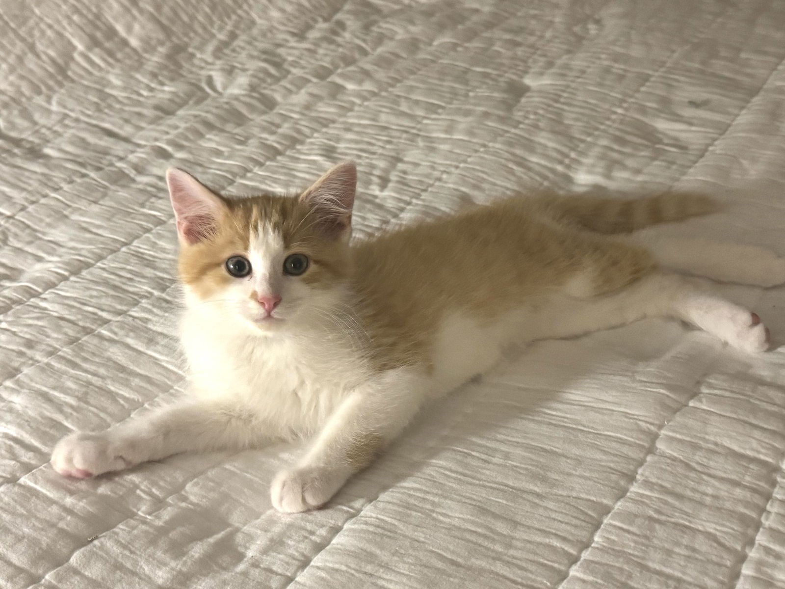 WEBSTER - Tabby / Domestic Short Hair available for adoption