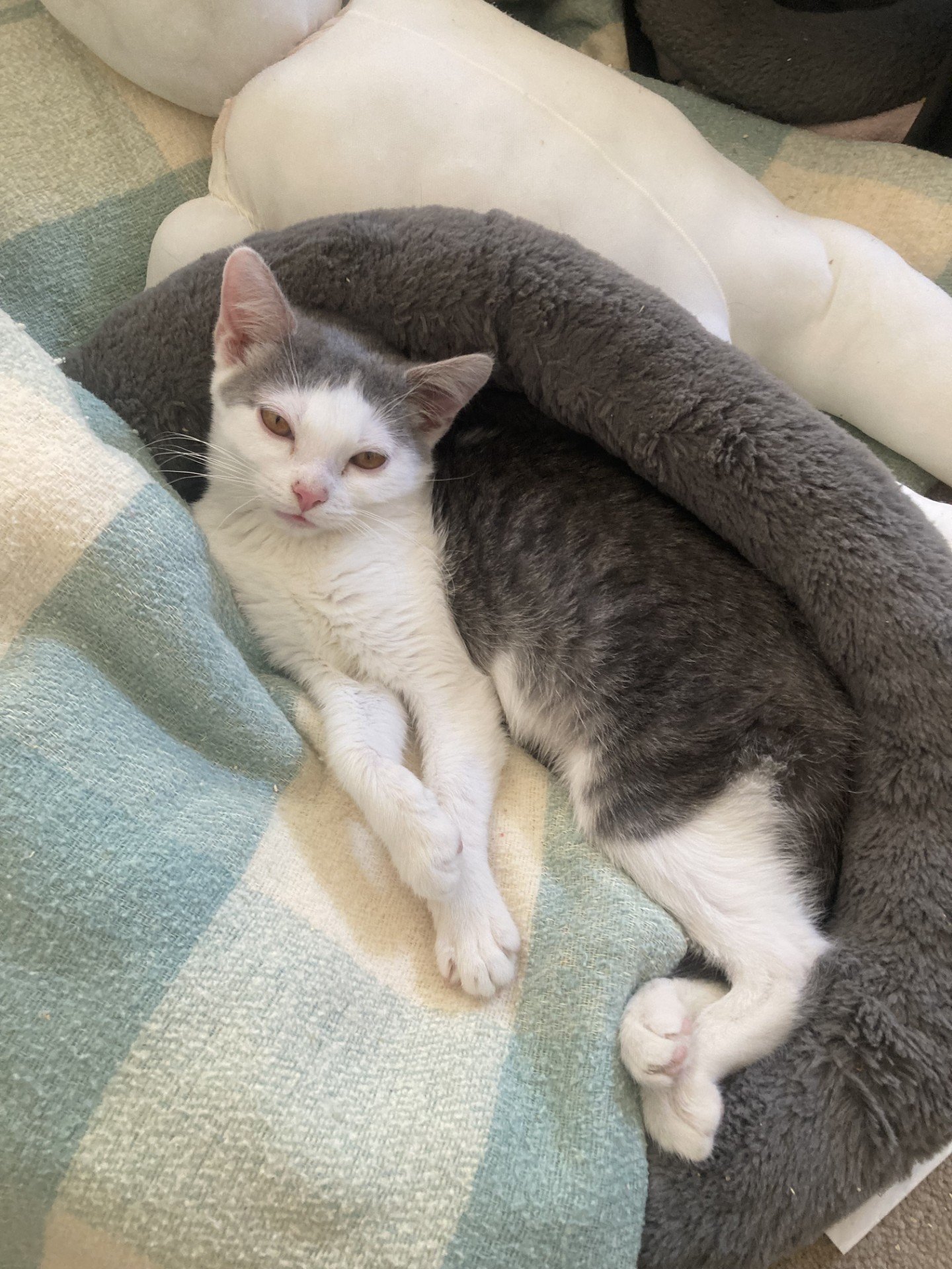 MARIE - Domestic Short Hair available for adoption