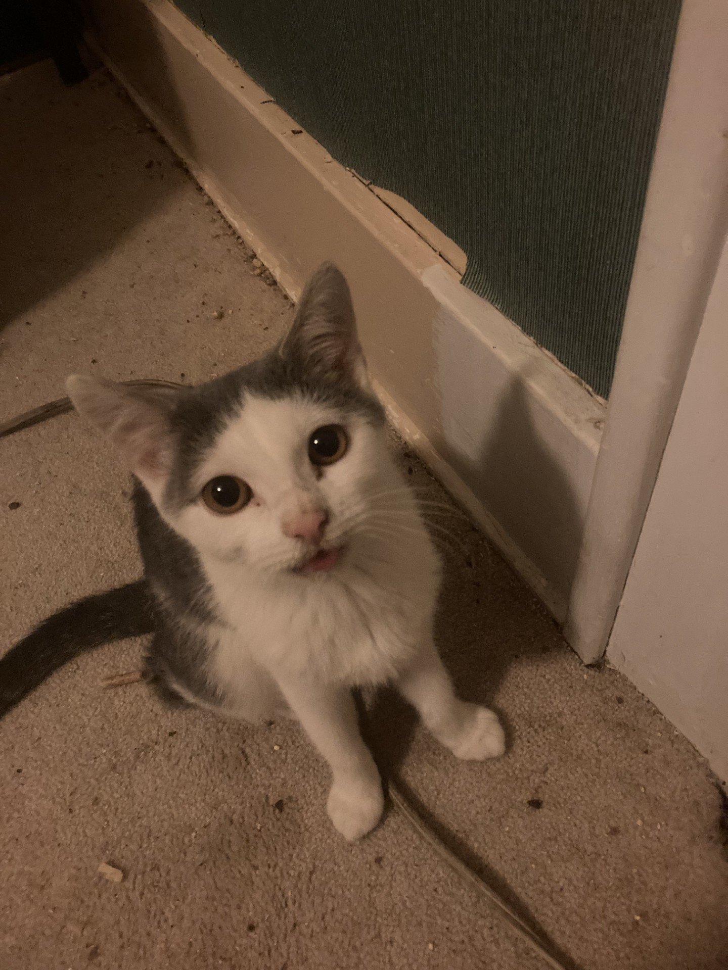 MARIE - Domestic Short Hair available for adoption