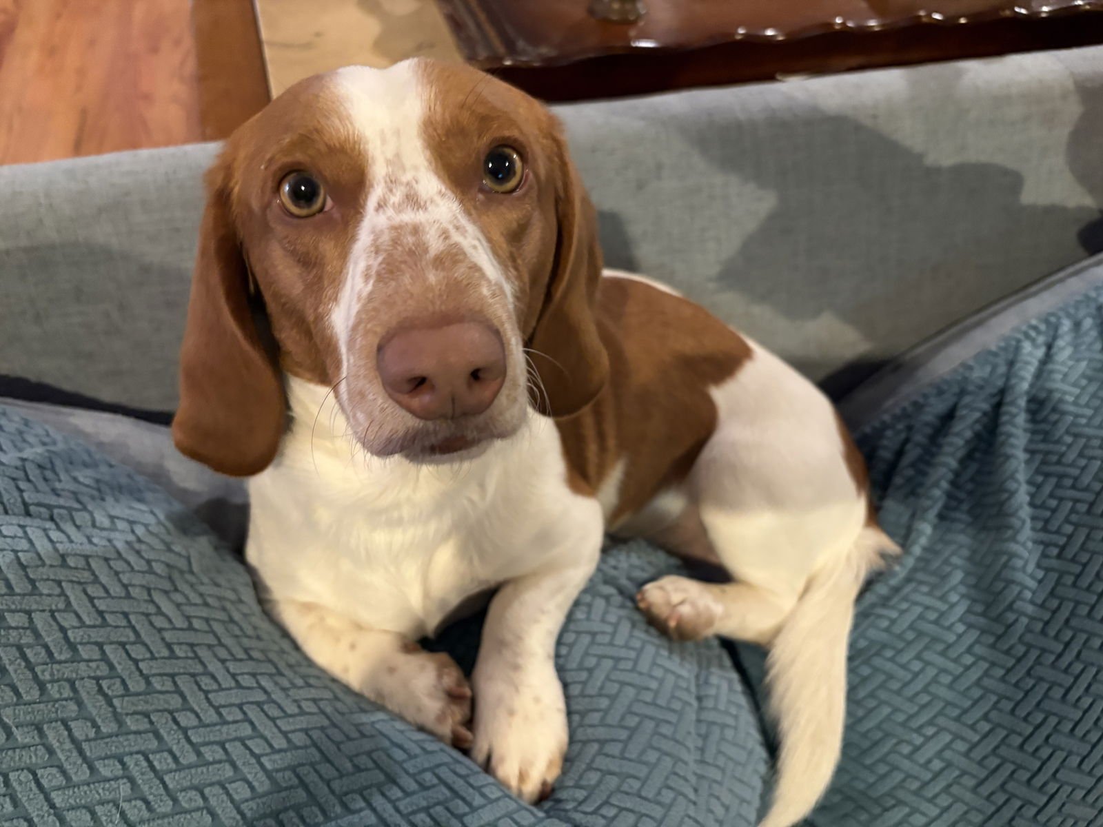 GREG - Dachshund / Beagle available for adoption