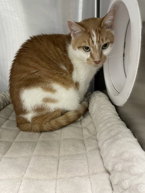 ENZO  - MUST APPLY IN PERSON ! - Tabby available for adoption