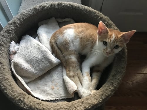 ENZO  - MUST APPLY IN PERSON ! - Tabby available for adoption