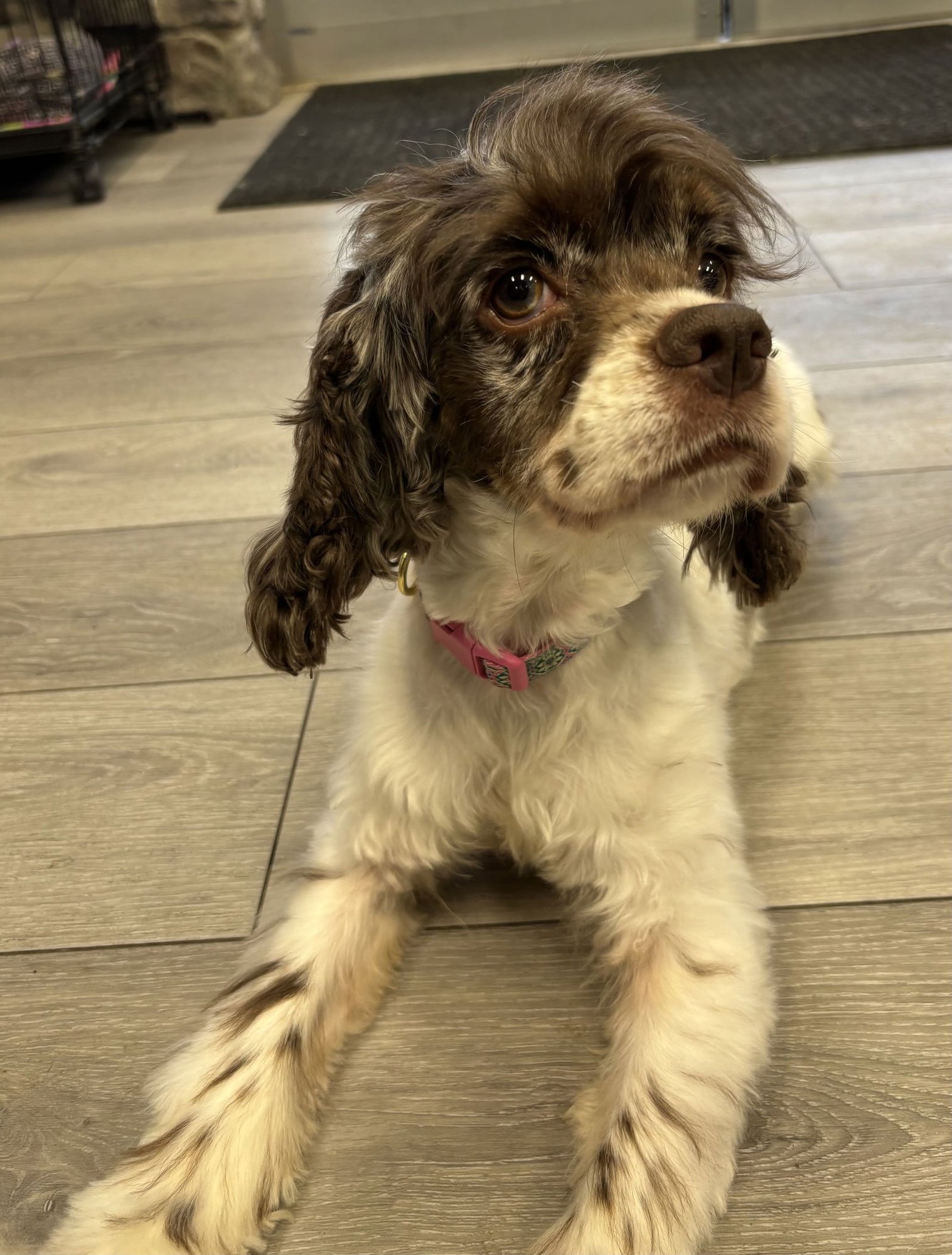 CHI CHI - Cocker Spaniel for adoption in Lexington