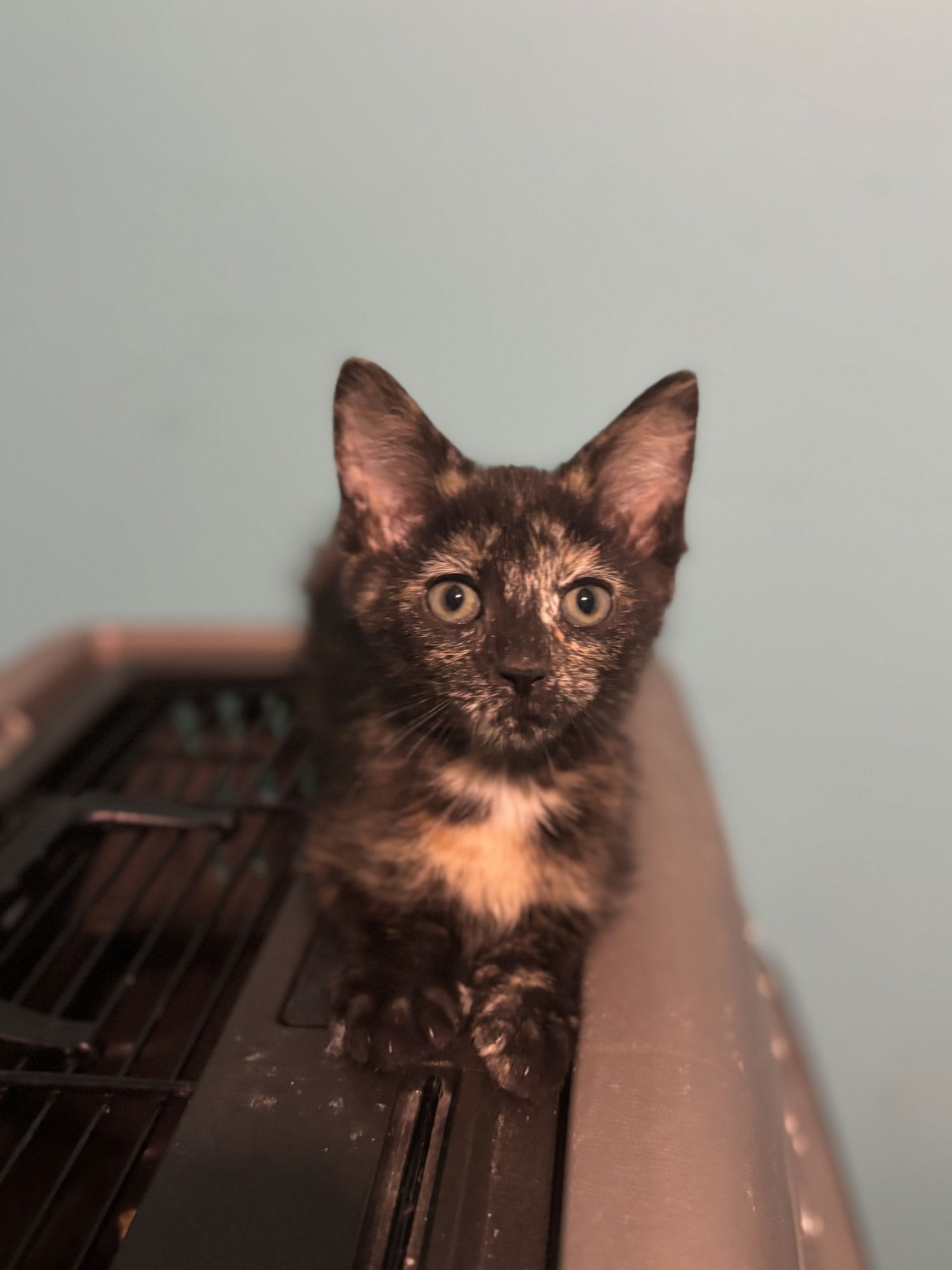 GALA - Dilute Tortoiseshell / Domestic Short Hair available for adoption