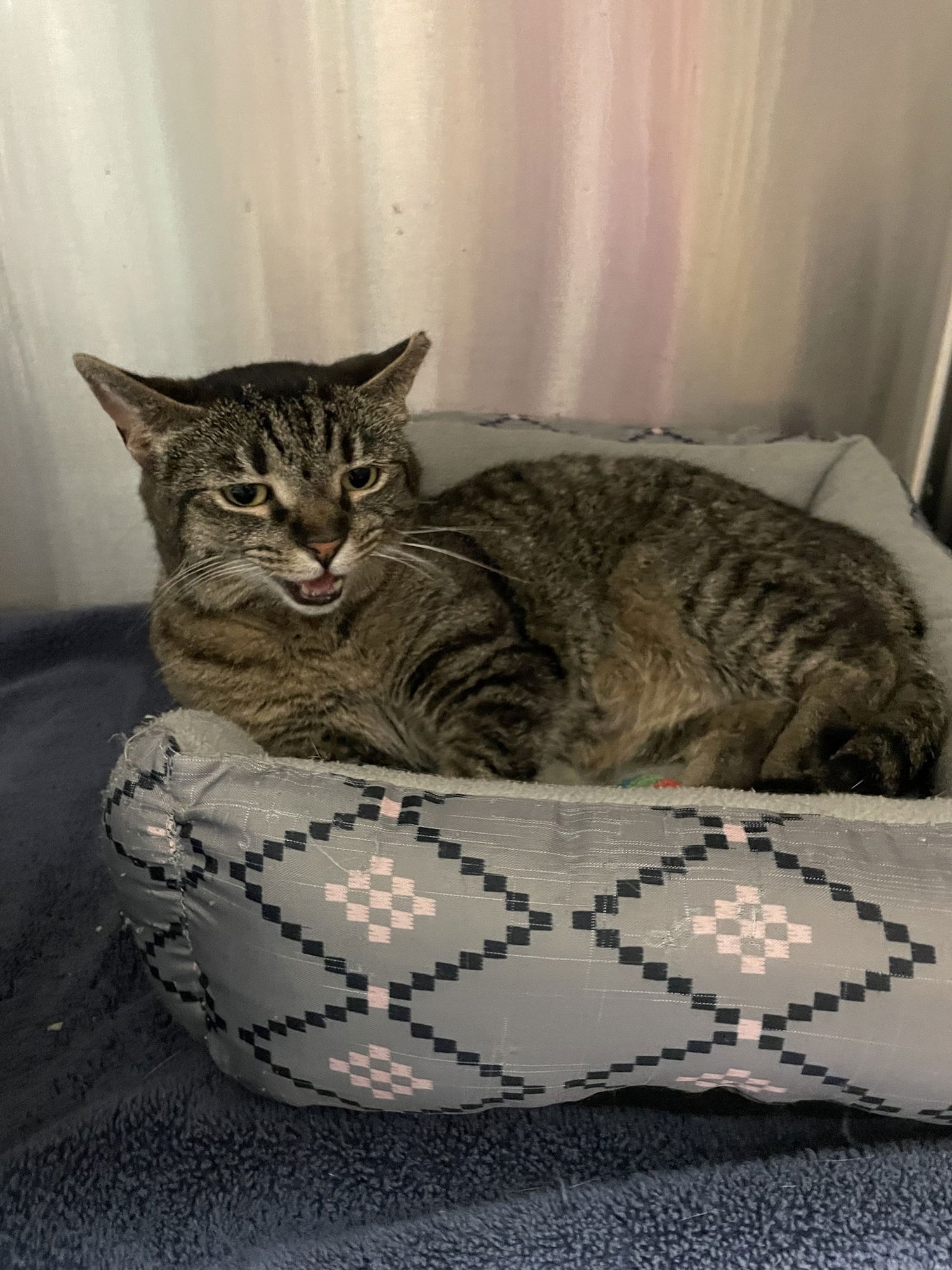 FIONA (PS) - Tabby / Domestic Short Hair available for adoption