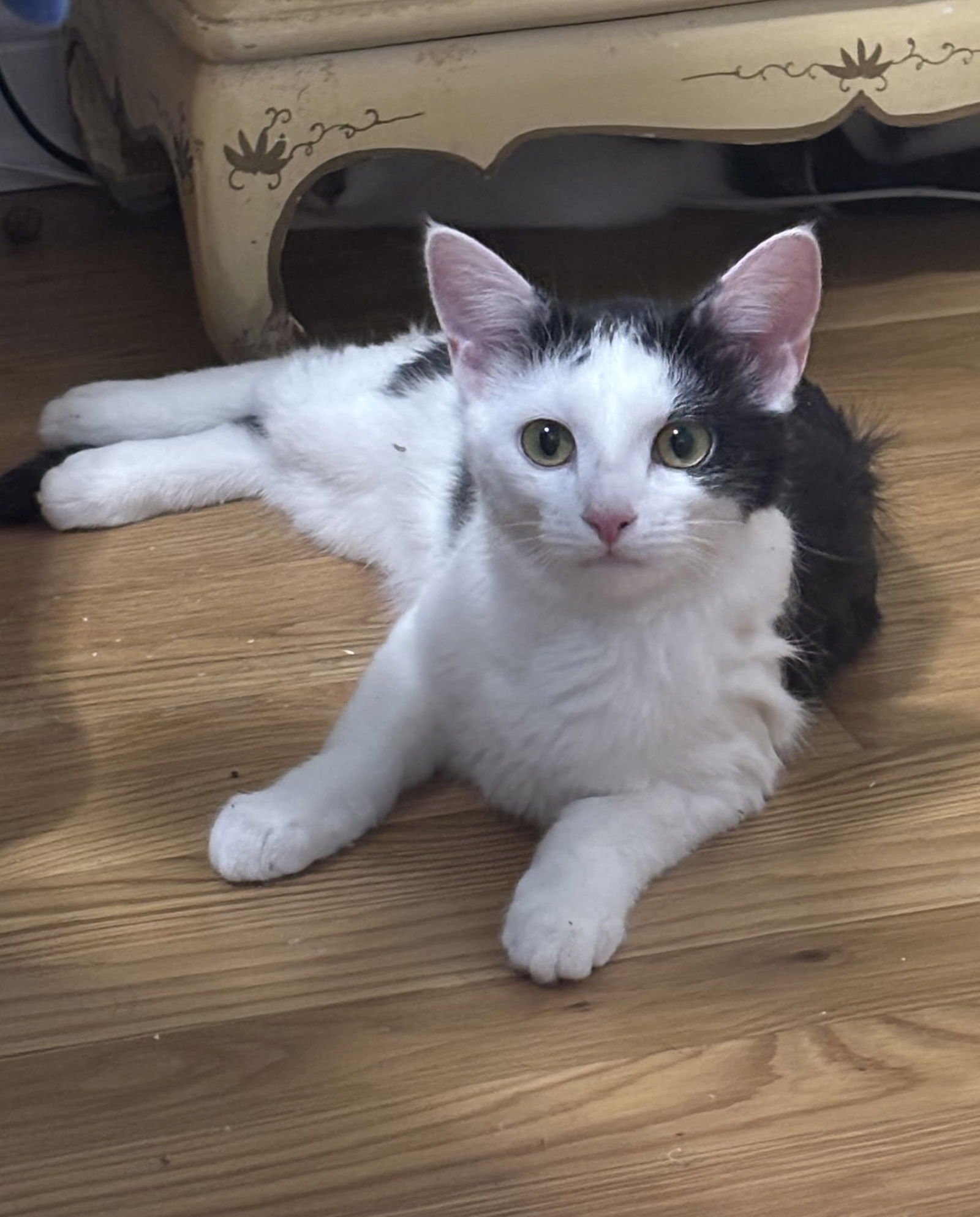 JAYNA - Domestic Short Hair available for adoption