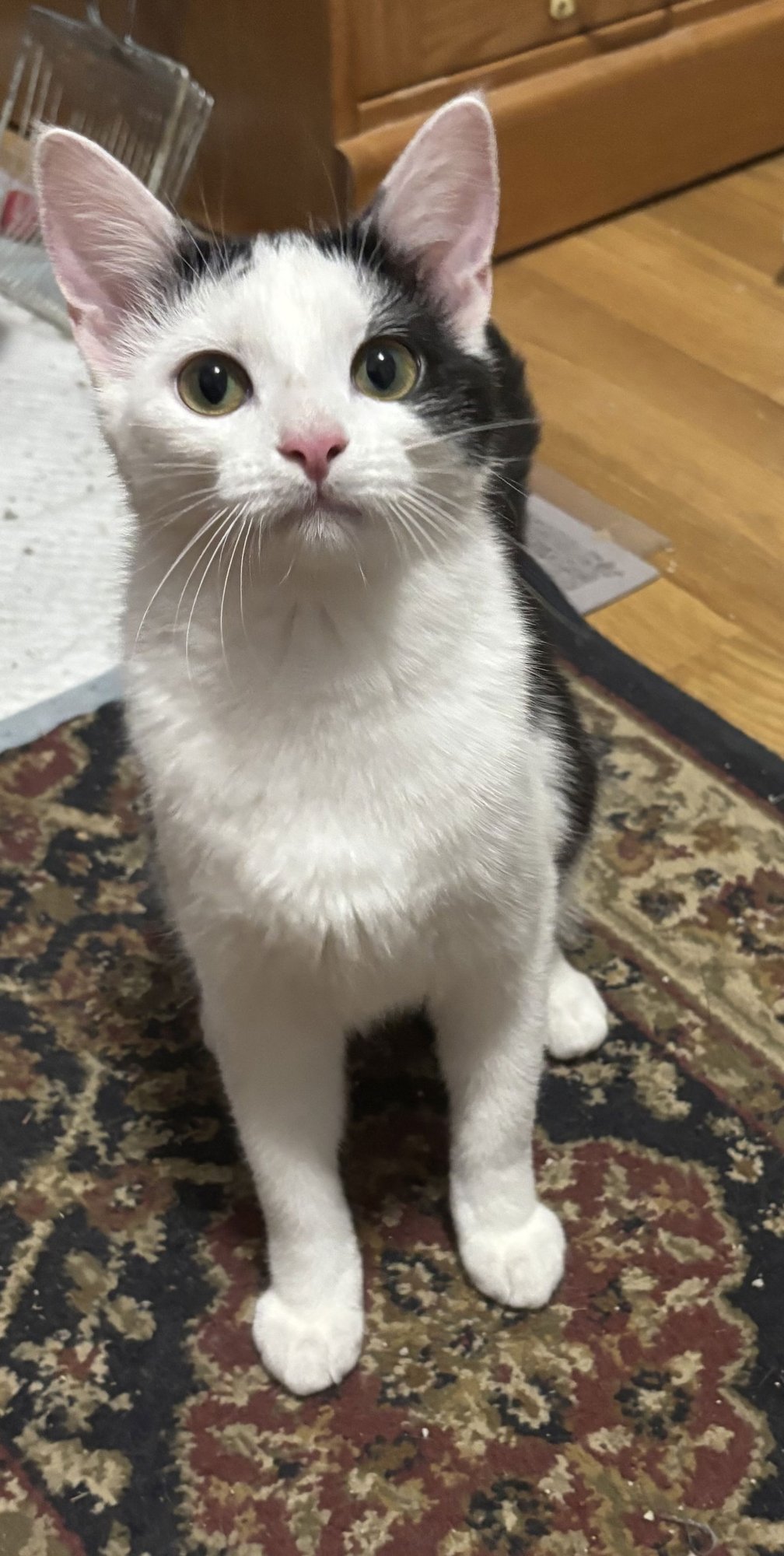 JAYNA - Domestic Short Hair available for adoption