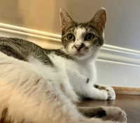 Astrid - Photo 2