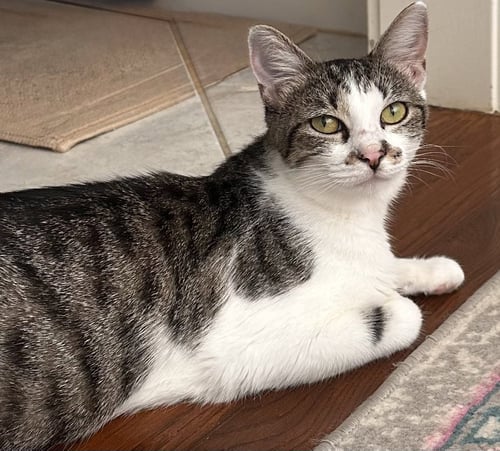 ASTRID - Tabby / Domestic Short Hair available for adoption
