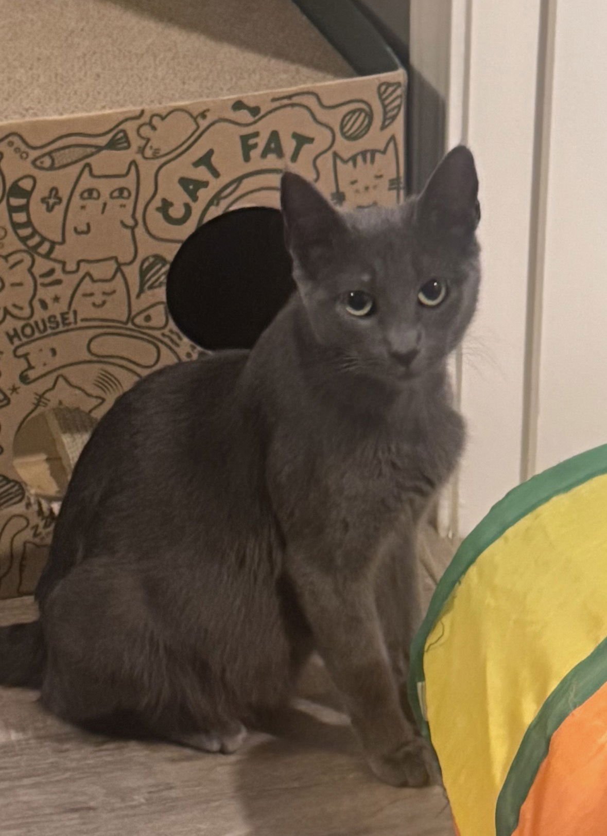 MARGO - Russian Blue / Domestic Short Hair available for adoption