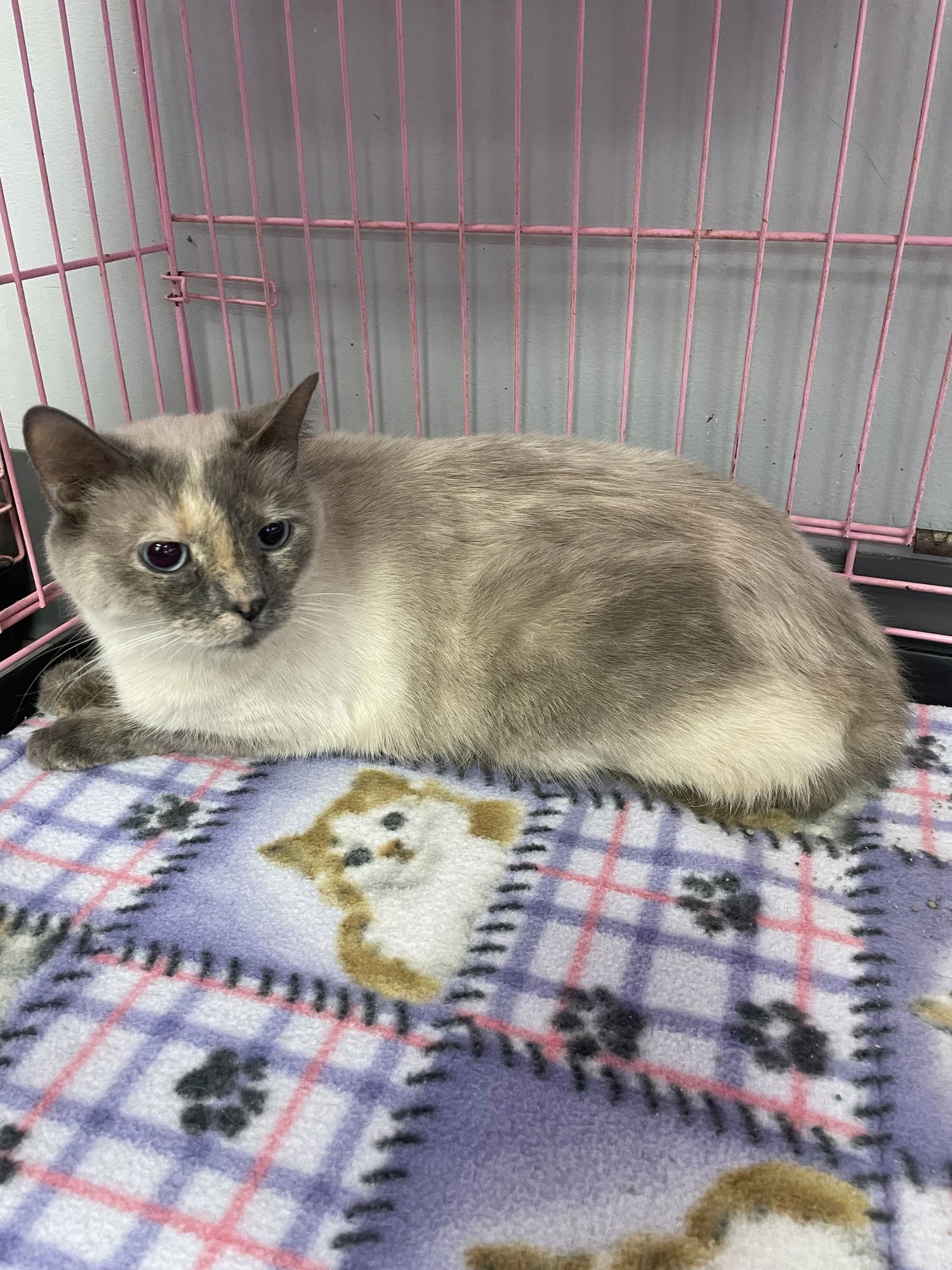 FROG - Siamese / Tortoiseshell available for adoption
