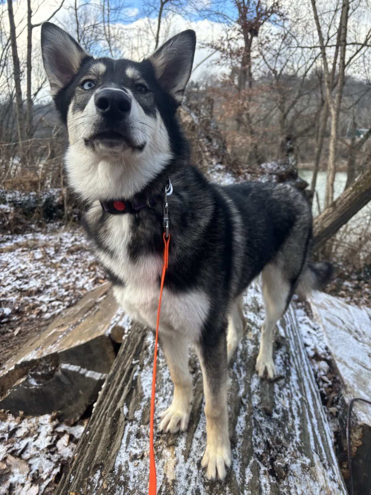 JUNIPER - Siberian Husky / German Shepherd Dog available for adoption