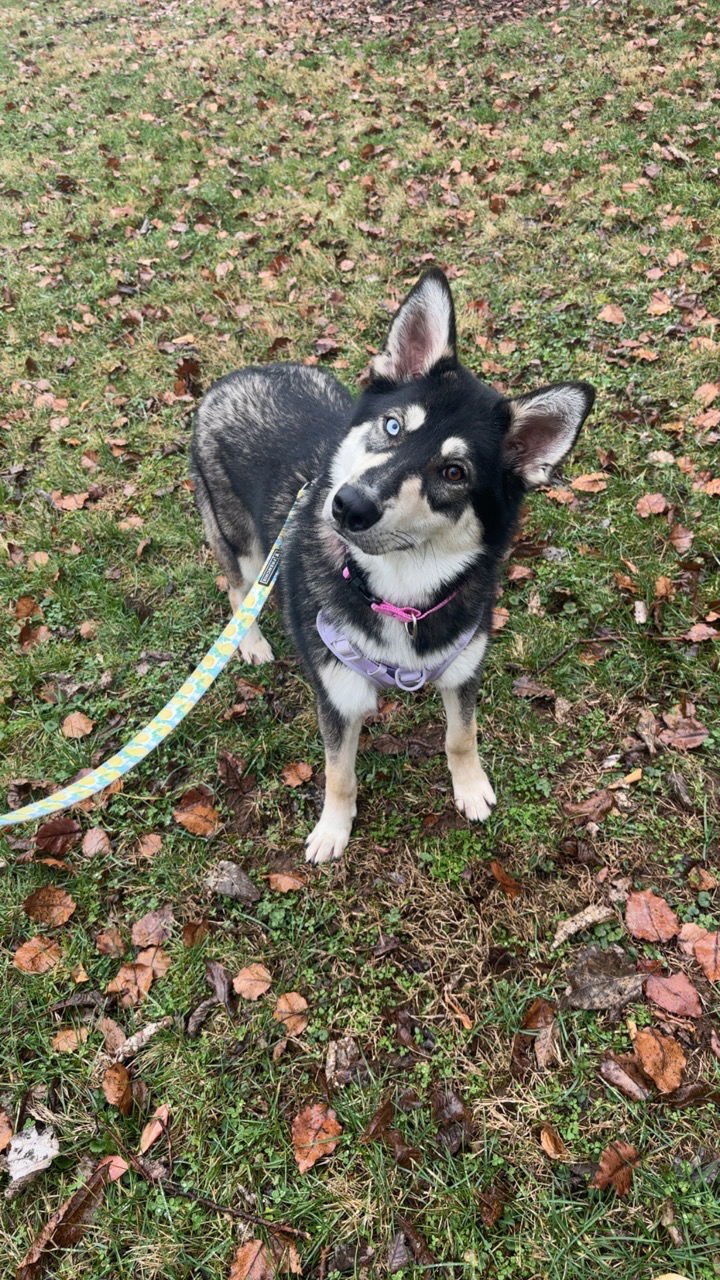 JUNIPER - Siberian Husky / German Shepherd Dog available for adoption